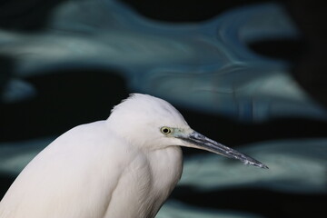 close up White Heron with sea water nature Hong Kong birds