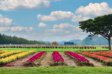A Stunning Vibrant Landscape in Chok Chai Farm, Khao Yai, Thailand.
