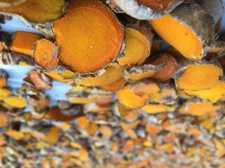 Turmeric sliced close up photo shot,
organic fresh turmeric slices on table, drying turmeric root thin slices
