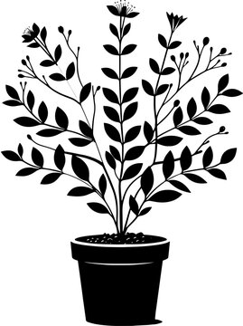 Goodeniaceae plant icon 2