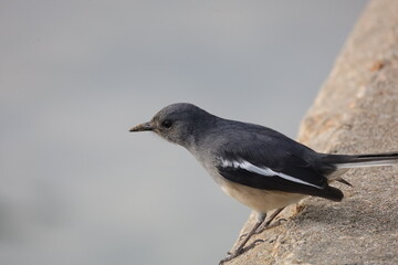Copsychus saularis blackbird on a rock beach water in Hong Kong