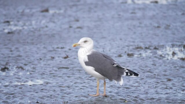 Bandar Abbas, Iran, January, Wintering Heuglin Gulls (Larus heuglini) adult, winter plumage, on the shore of Strait of Hormuz