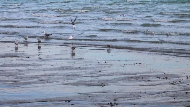 Bandar Abbas, A cluster of seagulls (Black-headed gull, winter plumage) in the low tide zone. Strait of Hormuz. Iran