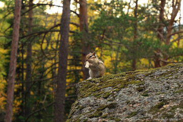 Cute chipmunk eats while sitting on a stone against the background of a pine forest