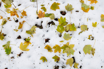 Autumn leaves on the snow.