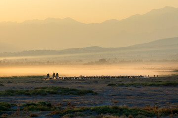 The journey of a shepherd and her flock of sheep on dust-covered roads.