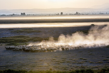 The journey of a shepherd and her flock of sheep on dust-covered roads.