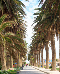 Palm Tree Lined Road, near to the Coastal promenade in Swakopmund. © paula