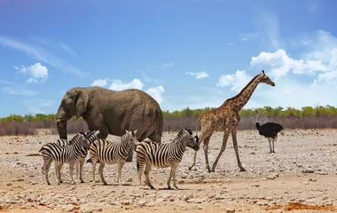 Poster Elephant, Giraffe and Zebra standing close together on the dry arid African plains © paula