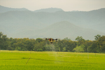 Agriculture drones flying about sweet corn fields to spray fertilizer is an agricultural smart farm...