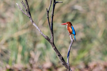 White-throated kingfisher glistening in sun light