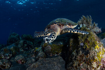 Obraz na płótnie Canvas Hawksbill Turtle - Eretmochelys imbricata swims along coral reefs. Underwater world of Tulamben, Bali, Indonesia.