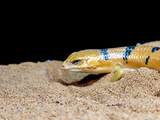 ピーターズバンデッドスキンク
