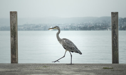 great heron ardea cinerea