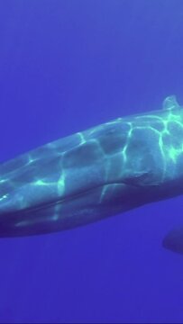 Vertical video - Two Blue Whales mother with baby whale slowly swim in blue water in sunrays. Blue whale (Balaenoptera musculus) Slow motion, Indian Ocean
