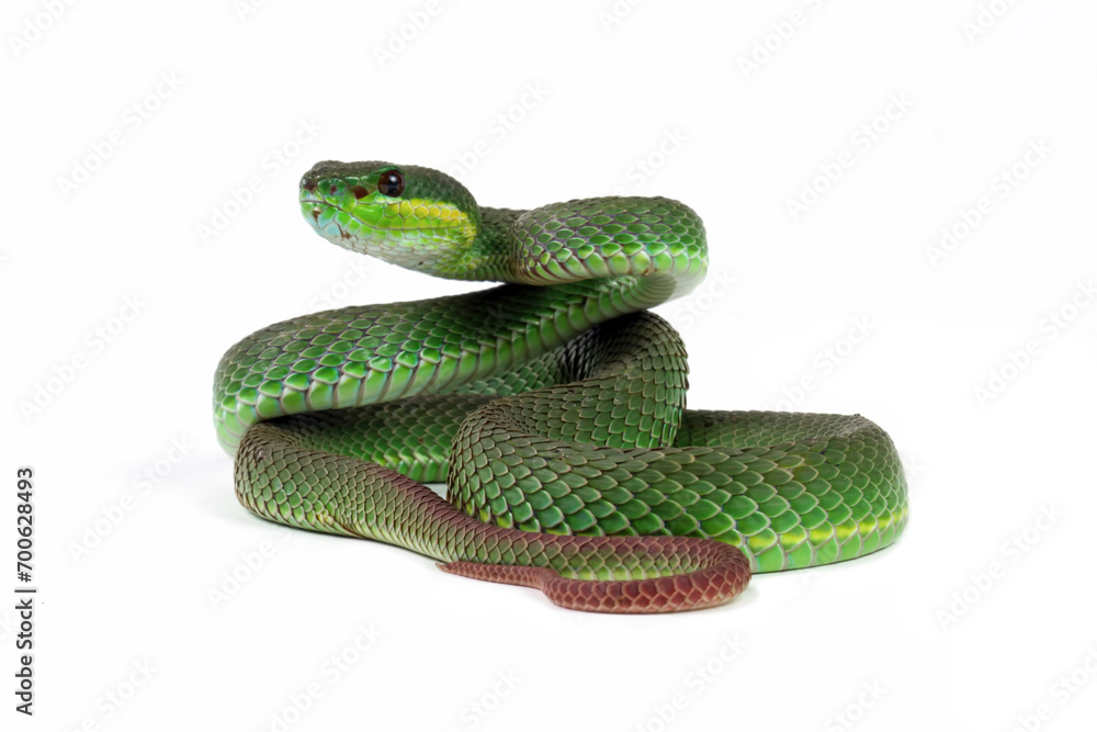 Wall mural Green viper snake isolated on white, trimeresurus albolabris