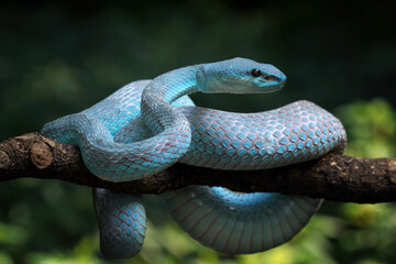 Blue viper snake closeup on branch,blue insularis,Trimeresurus Insularis