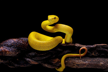 Yellow viper snake on branch, yellow white-lipped pit viper, Trimeresurus insularis, endemic snake of Indonesia