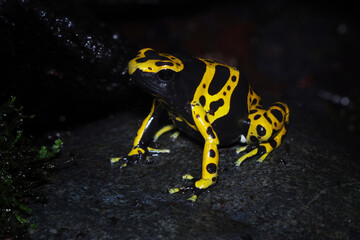 Yellow-banded poison dart frog, bumblebee frog, Dendrobates leucomelas
