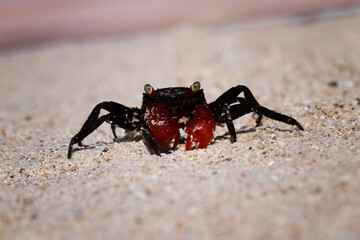 Vampire crab walking on sea sand