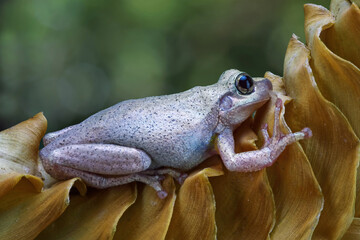 little frog litoria rubella, australian frogs
