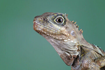 Close-up head of a hypsilurus magnus forest dragon lizard