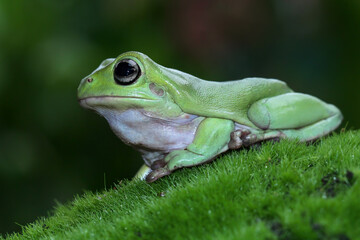 Beautiful tree frog on a grass, dumpy frog, animal closeup