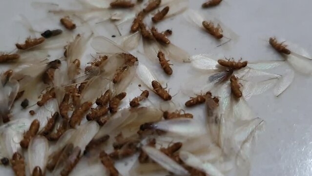 A group of dead dying flying termites or winged termites, also known as laron or Isoptera