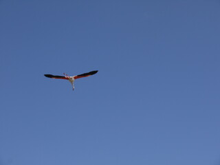 Flamant rose