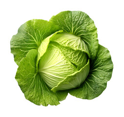 Obraz premium Cabbage photorealistic, isolated on white background, PNG file, dicut on isolated background.