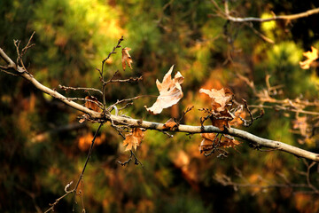 autumn in the forest