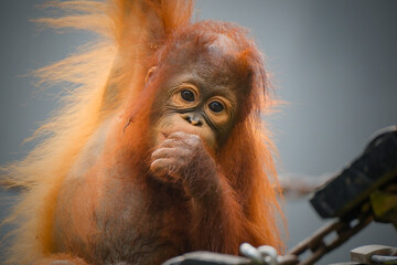 close up of a baby bornean orangutan