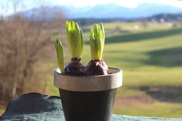 Hyazinthe (Hyacinthus), ein Frühlingsbote, im Vordergrund (Nahaufnahme). Im Hintergrund Wiese und...