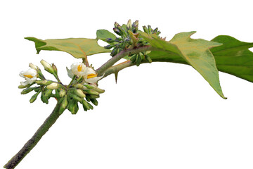 leaves and flowers of the pokak plant or Solanum torvum isolated on a transparent background