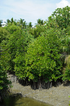 mangrove trees, Green mangrove forest with morning sunlight