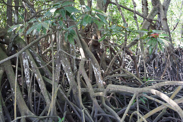 Roots of mangrove in mangrove forest