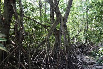 Roots of mangrove in mangrove forest