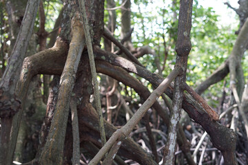 Roots of mangrove in mangrove forest