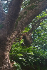 The century-old camphor tree at Zhishan Rock Ruins