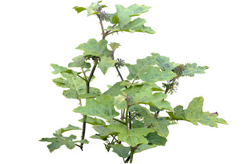 leaves and flowers of the pokak plant or Solanum torvum isolated on a transparent background