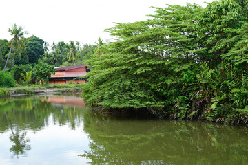 The green tree grown on the rugged river bank that full of tall grass, under blue sky