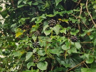 Fototapeta na wymiar Fruiting ivy rooted onto tree