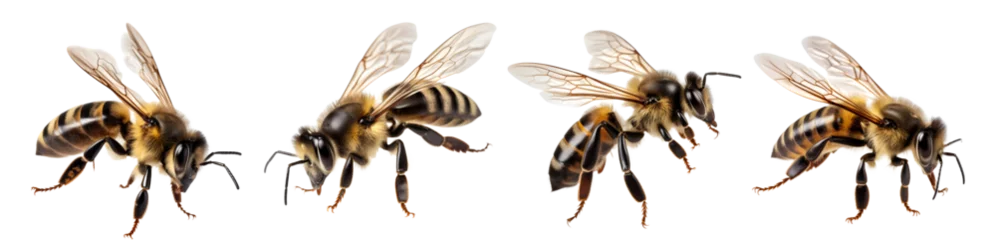 Fototapete Rund bee isolated on a transparent PNG background, white background, Generative Ai © Category PNG 