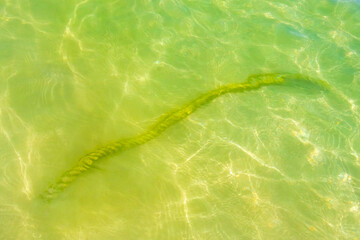 Ropes in the water with moss and sea weed Mexico.