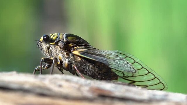 close-up footage of an insect of the cicadidae species commonly known as cicadas, cicadas, coyuyos, coyoyos, chiquilichis, tococos, cocoras or buds walking on a branch. FHD