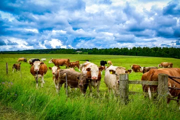 Foto op Canvas Cows and calves on a meadow © Andreea_Prodan