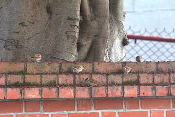 Fototapeta na wymiar Sparrow eating fruit on red brick wall
