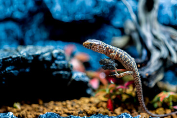 イボヨルトカゲ