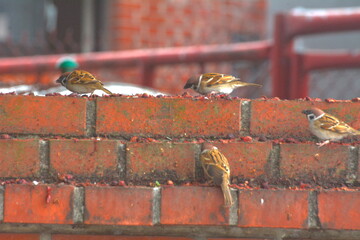 Sparrow eating fruit on red brick wall
