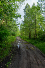 Fototapeta na wymiar A dirt road in a foliage forest after rain.